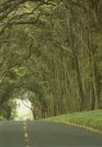 Eucalyptus Tree Tunnel - One Mile Long - Kauai