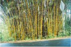 Bamboo Stand On The Road To Hana - Maui