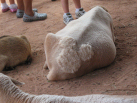 Different shearing designs mark the animals in Rafiki's Jungle Walk