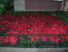 Some of the 80,000 poinsettias replaced every three days