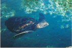 Hawaiian Green Sea Turtle - Maui Aquarium