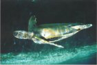 Hawaiian Green Sea Turtle - In The Wild