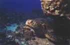 Hawaiian Green Sea Turtle - Turtle Town